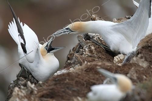 Biosphoto | 1374595 | Gannets on cliff Scotland UK  | &copy; Bruno Fouillat / Biosphoto