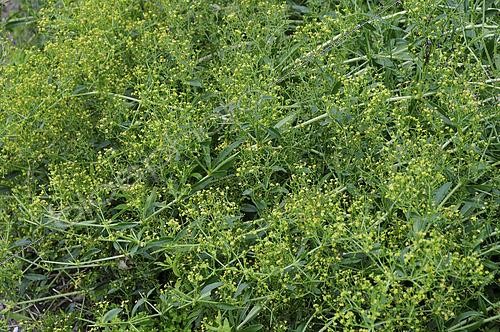 Biosphoto | 2513607 | Garance des teinturiers (Rubia tinctorum) | &copy; Visions Pictures / Biosphoto