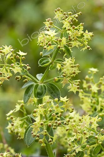 Biosphoto | 2138281 | Garance voyageuse (Rubia peregrina) | &copy; Frédéric Tournay / Biosphoto