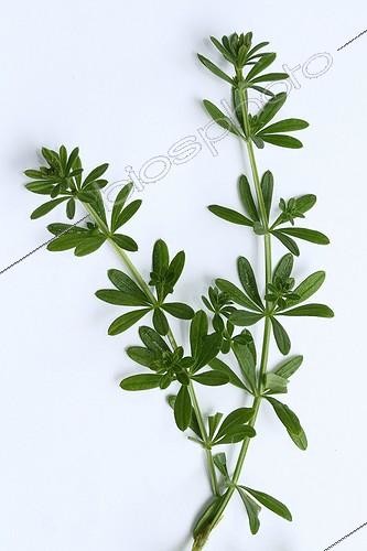 Biosphoto | 2032303 | Garance voyageuse sur fond blanc | &copy; Pascal Pittorino / Biosphoto