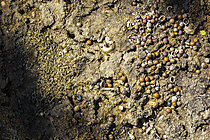 Biosphoto | 2621291 | Garde-manger dans la fourmilière des Fourmi (Myrmica sp), Parc national des Cévennes, France | &copy; Philippe Lebeaux / Biosphoto