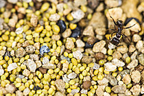 Biosphoto | 2621307 | Garde-manger dans la fourmilière des fourmis (Myrmica sp), Parc national des Cévennes, France | &copy; Philippe Lebeaux / Biosphoto