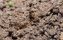 Biosphoto | 2445669 | Garden ant (Lasius niger) worker expelling a queen from the colony, Vosges du Nord Regional Natural Park, France | &copy; Michel Rauch / Biosphoto