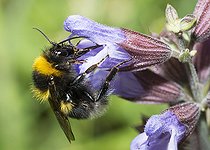 Biosphoto | 2484901 | Garden Bumblebee (Bombus hortorum) on Kitchen sage (Salvia officinalis) flower, Vosges du Nord Regional Nature Park, France | &copy; Michel Rauch / Biosphoto