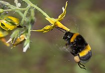 Biosphoto | 2453726 | Garden Bumblebee (Bombus hortorum) worker pollinating a tomato flower Vosges du Nord Regional Nature Park, France | &copy; Michel Rauch / Biosphoto