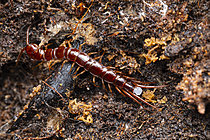 Biosphoto | 2621344 | Garden centipede (Lithobius forficatus) searching in the litter for a place to lay its eggs, Chevinay, Rhône, France. | &copy; Philippe Lebeaux / Biosphoto