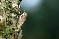 Biosphoto | 2602149 | Garden Creeper (Certhia brachydactyla) on a tree trunk. near Cosne sur Loire, Burgundy, France | &copy; Pierre Vernay / Biosphoto