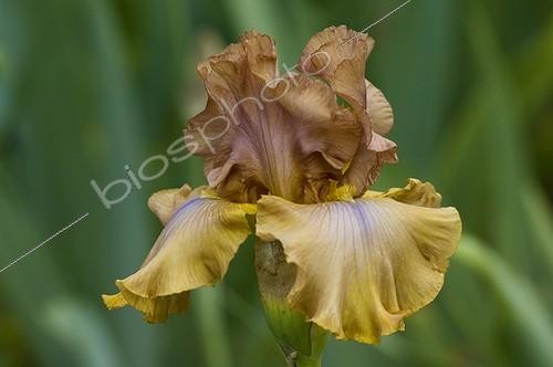 Biosphoto | 497505 | Garden Iris 'Rancho grand' | &copy; Xiaodisc / Green Eye / Biosphoto