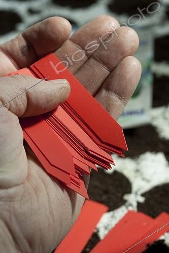 Biosphoto | 1360673 | Garden labels for planting in the hand of the gardener | &copy; Philippe Giraud / Biosphoto