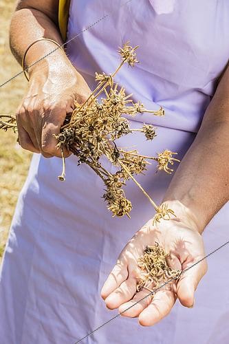 Biosphoto | 2436493 | Garden Marigold (Calendula officinalis) Harvest | &copy; Jean-Michel Groult / Biosphoto