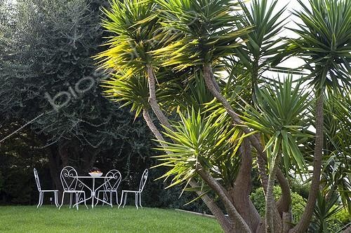 Biosphoto | 1160016 | Garden Mediterranean Riviera France  | &copy; Michel Gunther / Biosphoto