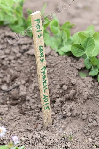 Biosphoto | 2437287 | Garden Peas (Pisum sativum) 'Sans pareil' in a garden, spring, Moselle, France | &copy; Yann Avril / Biosphoto