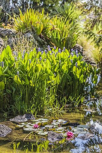 Biosphoto | 2434785 | Garden pond with Thalias (Thalia sp) and Water lilies (Nymphaea sp) | &copy; Jean-Michel Groult / Biosphoto