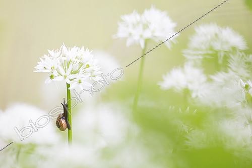 Biosphoto | 2100161 | Garden snail (Helix aspersa aspersa) climbing on a Ramsons (Allium ursinum) flower, Alps, France | &copy; Emile Séchaud / Biosphoto