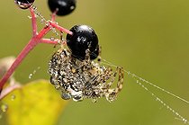 Biosphoto | 1252524 | Garden Spider covered with raindrops under a berry France | &copy; Thierry Van Baelinghem / Biosphoto