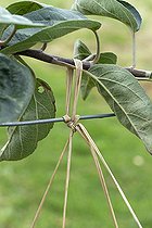 Biosphoto | 2126653 | Garden tie in raffia on apple tree (Malus domestica). | &copy; Frédéric Tournay / Biosphoto