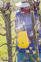 Biosphoto | 2452239 | Gardener applying a hand spray treatment to a pear tree at the bud-break stage in March. | &copy; Jean-Michel Groult / Biosphoto