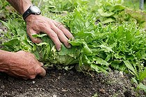 Biosphoto | 2450851 | Gardener cutting a salad in the vegetable garden, France | &copy; Patricia Méaille / Biosphoto