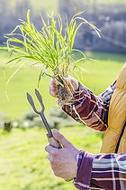 Biosphoto | 2452226 | Gardener holding a two-toothed mini-fork, a tool used for weeding plants with fasciculate roots such as grasses and other clumps. | &copy; Jean-Michel Groult / Biosphoto
