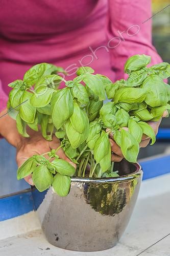 Biosphoto | 2452416 | Gardener placing basil bought in pots on his balcony. Simply placed in a flowerpot on a windowsill, store bought basil will remain available on hand throughout the season. | &copy; Jean-Michel Groult / Biosphoto