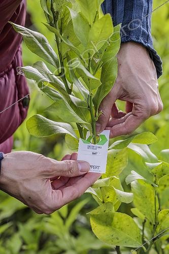 Biosphoto | 2452261 | Gardener placing Encarsia nymph plates for biological control of whiteflies on citrus fruits. | &copy; Jean-Michel Groult / Biosphoto