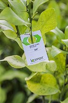 Biosphoto | 2452262 | Gardener placing Encarsia nymph plates for biological control of whiteflies on citrus fruits. | &copy; Jean-Michel Groult / Biosphoto