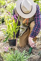 Biosphoto | 2452388 | Gardener planting a Hardy Orchid (Bletilla striata) in spring. | &copy; Jean-Michel Groult / Biosphoto