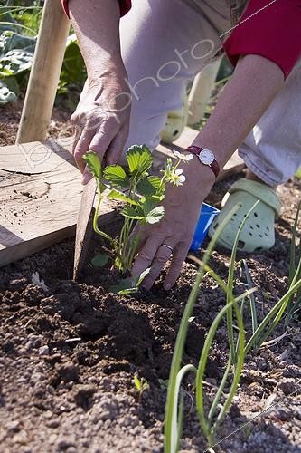 Biosphoto | 993311 | Gardener planting out strawberry plant | &copy; Lamontagne / Biosphoto
