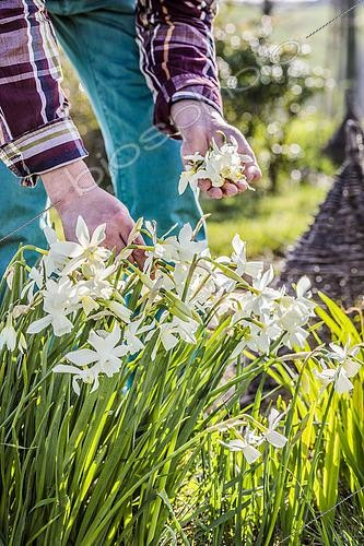 Biosphoto | 2452258 | Gardener removing the wilted flowers of Narcissus (Narcissus triandrus) 'Thalia' in March. | &copy; Jean-Michel Groult / Biosphoto