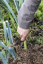 Biosphoto | 2437274 | Gardener tearing a leek from his organic kitchen garden, autumn, Pas de Calais, France | &copy; Yann Avril / Biosphoto