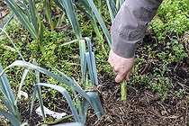Biosphoto | 2437275 | Gardener tearing a leek from his organic kitchen garden, autumn, Pas de Calais, France | &copy; Yann Avril / Biosphoto
