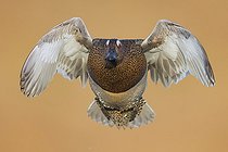 Biosphoto | 2422747 | Garganey (Anas querquedula) in flight, Campania, Italy | &copy; Saverio Gatto / Biosphoto