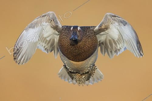 Biosphoto | 2422747 | Garganey (Anas querquedula) in flight, Campania, Italy | &copy; Saverio Gatto / Biosphoto
