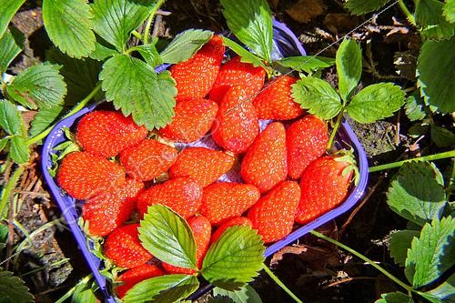Biosphoto | 2601427 | Gariguette strawberries from Brittany, France | &copy; Michel Gile / Biosphoto