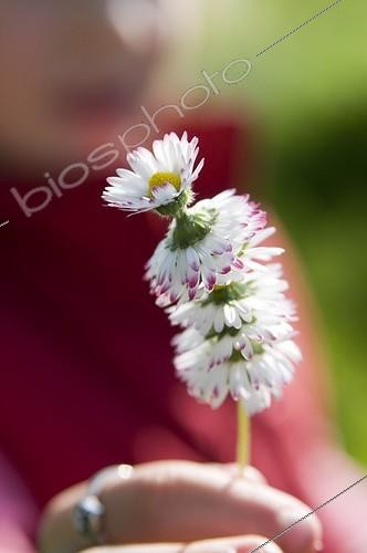 Biosphoto | 1127727 | Garland of daisies perennials in spring France | &copy; Marc Chatelain / Biosphoto