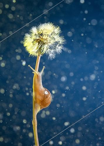 Biosphoto | 2446272 | Gasteropod going up to a dandelion, San Cristobal de las Casas, Chiapas.Mexico. | &copy; Jorge Figueroa / Biosphoto