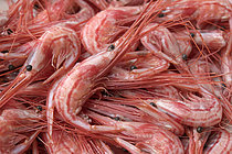 Biosphoto | 2609465 | Gastronomie canarienne, ragoût de crevettes. Secteur de la pêche professionnelle. Pêche artisanale avec des cages à crevettes (Plesionika narval). Ténériffe, îles Canaries. Océan Atlantique, Macaronésie. | &copy; Sergio Hanquet / Biosphoto