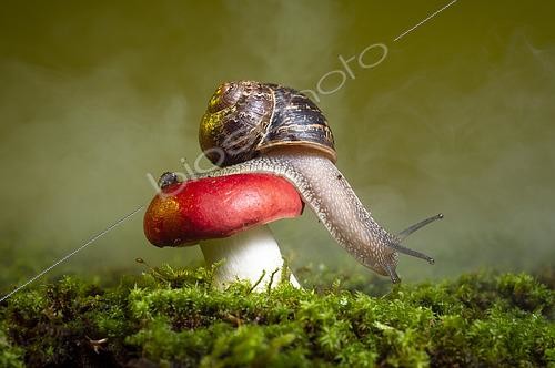Biosphoto | 2446273 | Gastropod on a fungus of the genus Russula. San Jose ecological park, Chiapas, Mexico. | &copy; Jorge Figueroa / Biosphoto