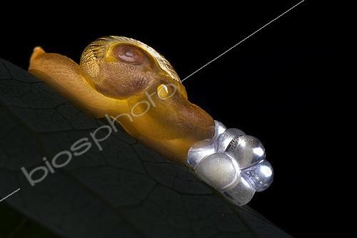 Biosphoto | 2435324 | Gastropoda ; Land Snail laying eggs ; Land Snail laying eggs at night ; Singapore | &copy; Melvyn Yeo / Biosphoto