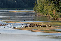 Biosphoto | 2609208 | Gathering of Great Cormorants (Phalacrocorax carbo) on a sandbank in September, near Cosne-Cours-sur-Loire, Nièvre | &copy; Pierre Vernay / Biosphoto
