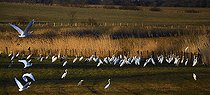 Biosphoto | 2512333 | Gathering of Great Egrets (Egretta alba), White Storks (Ciconia ciconia) and Grey Herons (Ardea cinerea) in migration sheltered from the wind, Vosges du Nord Regional Nature Park, France | &copy; Michel Rauch / Biosphoto