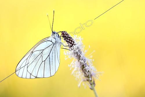 Biosphoto | 2619560 | Gazé (Aporia crataegi) femelle posée sur une graminée dans une prairie, France | &copy; Christophe Perelle / Biosphoto