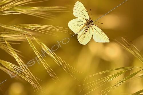 Biosphoto | 920554 | Gazé en vol au crépuscule au printemps | &copy; Ghislain Simard / Biosphoto