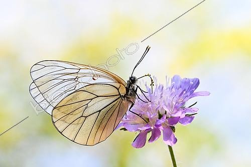 Biosphoto | 2605338 | Gazé ou Piéride de l'aubépine (Aporia crataegi) sur fleur, Lorraine, France | &copy; Stéphane Vitzthum / Biosphoto