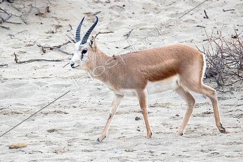 Biosphoto | 2551360 | Gazelle à goitre (Gazella subgutturosa) mâle marchant dans le sable, en captivité dans un enclos pour réintroduire l' espèce au Kirgizistan | &copy; Bastien Chaix / Biosphoto