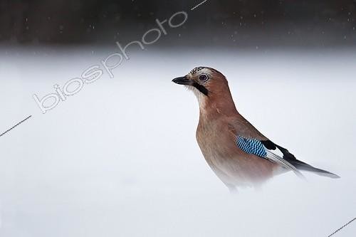 Biosphoto | 2003766 | Geai des chênes dans la neige - France | &copy; Emmanuel Baechler / Biosphoto