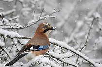 Biosphoto | 2464289 | Geai des chênes (Garrulus glandarius) à la recherche de nourriture sous la neige Parc naturel régional des Vosges du Nord, France | &copy; Michel Rauch / Biosphoto