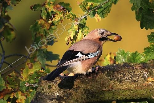 Biosphoto | 2609121 | Geai des chênes (Garrulus glandarius) avec un gland mûr dans le bec en automne, Allgäu, Bavière, Allemagne | &copy; Dieter Hopf / imageBROKER / Biosphoto