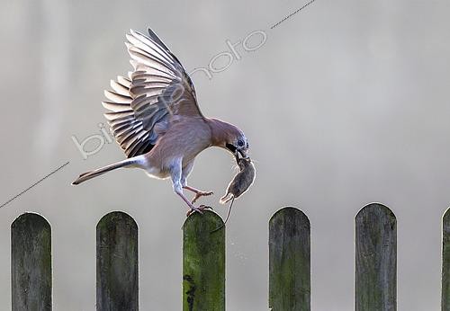 Biosphoto | 2601273 | Geai des chênes (Garrulus glandarius) avec une souris dans le bec, Angleterre | &copy; Frédéric Desmette / Biosphoto