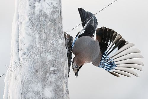 Biosphoto | 2418227 | Geai des chênes (Garrulus glandarius) en vol, Kuusamo, Finlande | &copy; Markus Varesvuo / Biosphoto